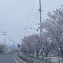 서청도농협양원점주유소 | 대구 근교 경북 청도 벚꽃 나들이 코스 추천 _고평교 벚꽃 터널 /연지 못/청도 카페/로컬 농산물 매장