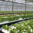 웰리스팜 이미지