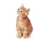 모래위에 | 고양이 모래 위에 이것 한 가지만 추가했을 뿐인데