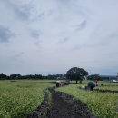 제주와봄 이미지