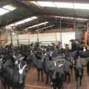 최영균농장 이미지