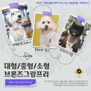 애견모델 이미지