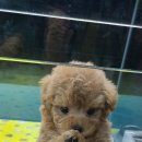 후니네멍멍이 이미지