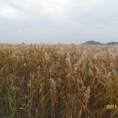 순천만 갈대밭 이미지