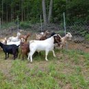 산양마루목장 이미지