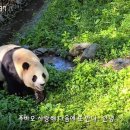 푸바오
