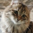 포레스트캣 이미지