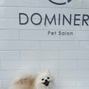 도미네로 | 이태원 애견미용 ‘도미네로’ㅣ다롱 포메 물개 가위컷 규아쌤 내돈내산 솔직후기♥