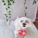 쫑랑쫑랑 이미지