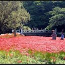 고창 선운산, 선운사 꽃무릇(9월 23일) 이미지