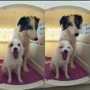 베니실제 이미지