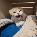 고양이미용호텔_미야옹 이미지