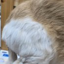 두암동물병원 | 노견 루키의 허리디스크·흉요추 통증 한방치료 후기