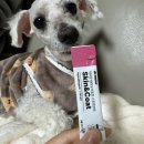 앤바이오 | 🐶 닥터뮨 바이오서포트 스킨앤코트 후기 🧴피부·피모 건강 + 투약 보조제 한 번에!