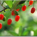 보라가든 이미지