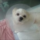 21세기동물병원 이미지