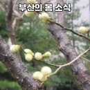 부산 봄 여행 매화를 볼수 있는 추천 명소. 이미지