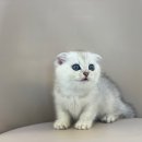 야옹아 멍멍해봐(조례호수점) 이미지