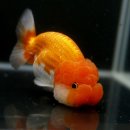 채형농장 이미지