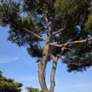 펜션정원 | 옥천 천상의정원 수생식물학습원 후기｜펜션 가기 전 아이와 산책하기 좋은 곳