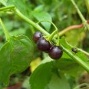 장모사랑 이미지