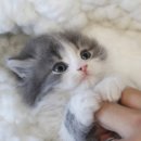 나는 고양이에 빠지다 이미지