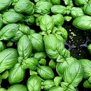 예나농장 이미지