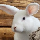 애완용 토끼 - 화이트 비엔나 (White Vienna Rabbit) 이미지