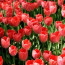 맑고 향기롭게 이미지