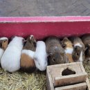 유일사슴목장 | 남해상상양떼목장편백숲 남해가볼만한곳 남해아이랑양떼목장 힐링 후기