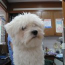 북아현동물병원 이미지