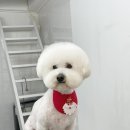 츄츄살롱 이미지