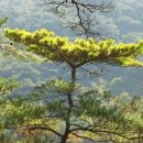 황금 소나무 이미지