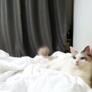 이불천국
