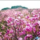 전남]花인가 火인가 畵인가-여수 영취산 진달래- 이미지