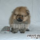 퍼피클럽 이미지