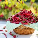 빨간고추 이미지