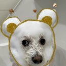 라이크몽 이미지