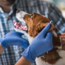 도곡 치유 동물병원 이미지