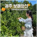 해담은 와산 | 제주 귤따기체험 제주도에서 가장 넓은 농장 보메와산감귤체험농장