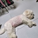 플레이독애견카페 이미지