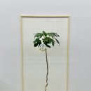 고양이 별 이미지