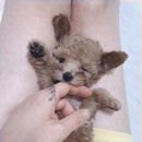 애나동물병원 이미지