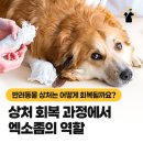 영주동물병원 - 광주시 파발로151번길 4-2 | 영주동물병원