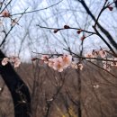 정각사입구 버스승강장 | 경기도 광주 벚꽃 명소 화담숲 후기 1탄 (주차, 모노레일 현장 예매 꿀팁, 셔틀버스, 눈치게임 실패한 썰)