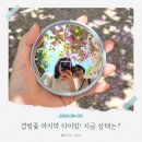 선암사 | 순천 선암사 겹벚꽃 후기｜주차 꿀팁 + 거울셀카 찍기