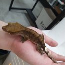 수원-0963 이미지