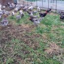 성조농장 이미지