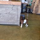 쥬니멀 | 청주실내동물원 쥬니멀 동물 무서워하는 아이랑 다녀온 후기