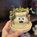 몽투(Montout)